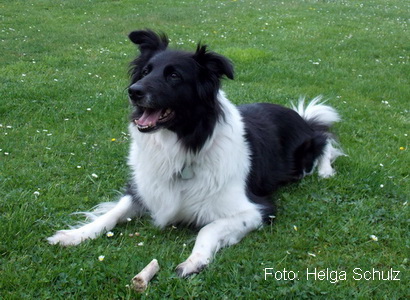 Bordercollie Jahnstr-2016-Hund-Luna