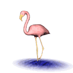 Flamingo-Animation